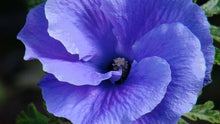 Load image into Gallery viewer, ~~Alyogyne huegelii Blue Hibiscus~~ Live Well Rooted STARTER Plant~~
