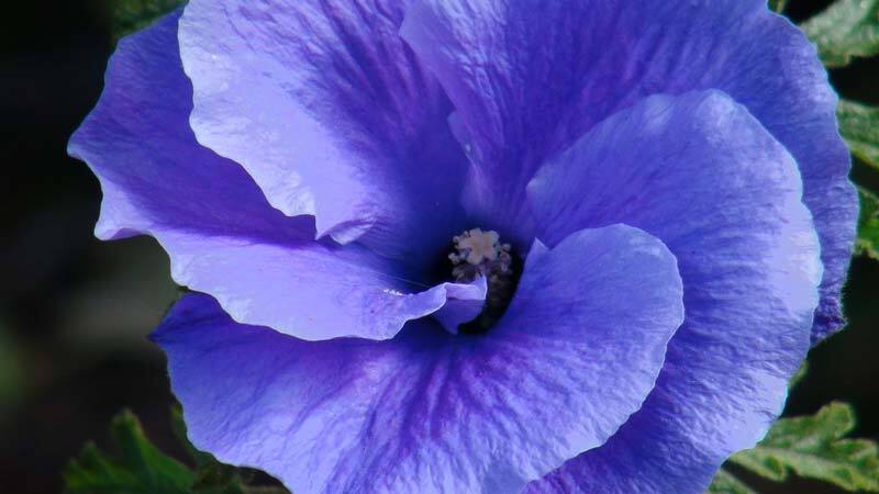 blue hibiscus plant Alyogyne huegelii Blue Hibiscus~~ Live Well Rooted STARTER Plant~~ – Hope's  Flower Garden