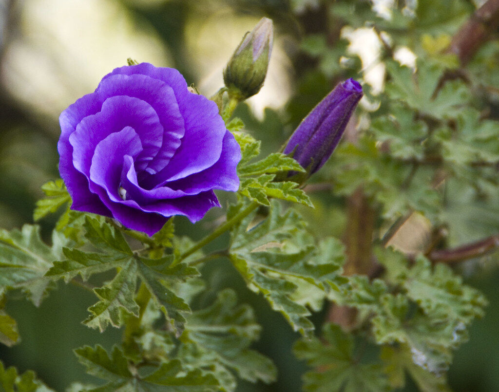 Alyogyne huegelii Blue Hibiscus~~ Live Well Rooted STARTER Plant~~ – Hope's  Flower Garden