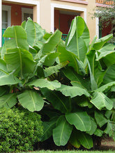 Load image into Gallery viewer, ~~DWARF CAVENDISH Banana Tree~~Live Musa Banana &quot;STARTER&quot; Plant
