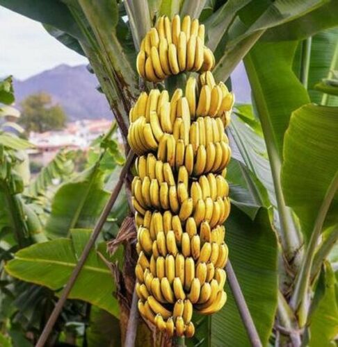 ~~DWARF CAVENDISH Banana Tree~~Live Musa Banana 