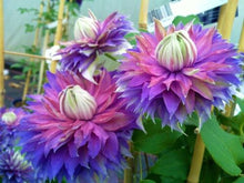 Load image into Gallery viewer, ~~DIAMANTINA~~ CLEMATIS~~Well Rooted Starter Plant~~The Queen of Vines~
