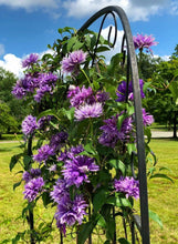 Load image into Gallery viewer, ~~DIAMANTINA~~ CLEMATIS~~Well Rooted Starter Plant~~The Queen of Vines~
