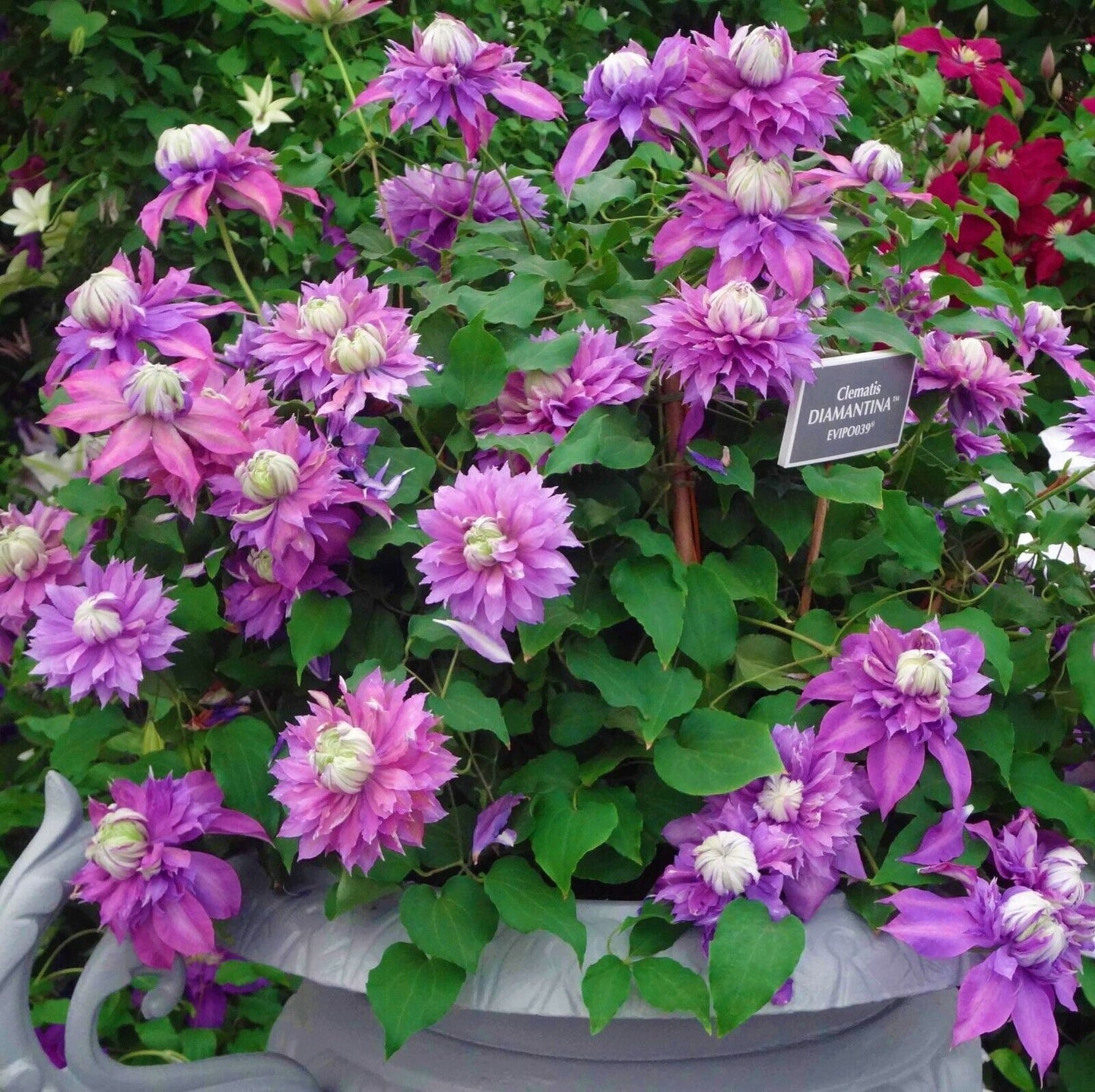 ~~DIAMANTINA~~ CLEMATIS~~Well Rooted Starter Plant~~The Queen of Vines~