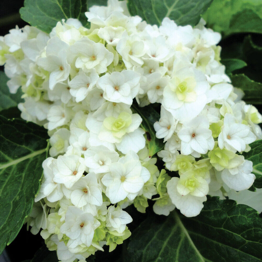 ***DOUBLE DELIGHT***Hydrangea Starter Plant*