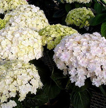 Load image into Gallery viewer, ***DOUBLE DELIGHT***Hydrangea Starter Plant*
