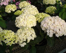 Load image into Gallery viewer, ***DOUBLE DELIGHT***Hydrangea Starter Plant*
