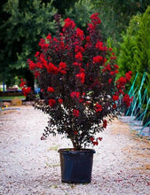 Load image into Gallery viewer, EBONY FIRE~~Crepe Crape Myrtle Starter Lagerstroemia Well Rooted &quot;STARTER&quot; Plant
