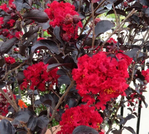 EBONY FIRE~~Crepe Crape Myrtle Starter Lagerstroemia Well Rooted 