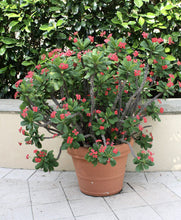 Load image into Gallery viewer, FULL OF MONEY Crown Of Thorns-Euphorbia Milii*Christ Plant*Starter Plant
