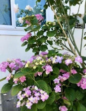 Load image into Gallery viewer, **FELICITY**Hydrangea Starter Plant*
