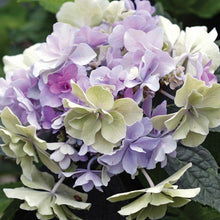 Load image into Gallery viewer, **FELICITY**Hydrangea Starter Plant*
