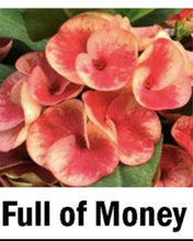Load image into Gallery viewer, FULL OF MONEY Crown Of Thorns-Euphorbia Milii*Christ Plant*Starter Plant
