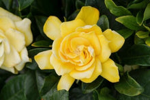 Load image into Gallery viewer, ~~GOLDEN MAGIC~~Gardenia Jasminoides Live Well Rooted Plant~~VERY RARE &amp; HTF
