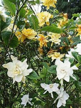 Load image into Gallery viewer, ~~GOLDEN MAGIC~~Gardenia Jasminoides Live Well Rooted Plant~~VERY RARE &amp; HTF
