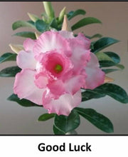 Load image into Gallery viewer, Adenium Obesum Grafted Plant &quot;GOOD LUCK&quot; Desert Rose Plant *USA Seller*
