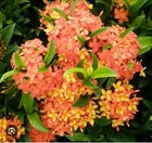 Load image into Gallery viewer, Dwarf Carmen Tropical Ixora Plant Taiwanensis**SMALL Well Rooted Starter Plant

