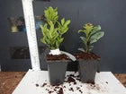Load image into Gallery viewer, Dwarf Carmen Tropical Ixora Plant Taiwanensis**SMALL Well Rooted Starter Plant
