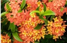 Load image into Gallery viewer, Dwarf Carmen Tropical Ixora Plant Taiwanensis**SMALL Well Rooted Starter Plant
