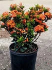 Load image into Gallery viewer, Dwarf Carmen Tropical Ixora Plant Taiwanensis**SMALL Well Rooted Starter Plant
