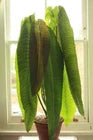 Load image into Gallery viewer, King Veitchii - Anthurium veitchii
