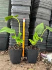 Load image into Gallery viewer, King Veitchii - Anthurium veitchii
