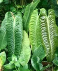 Load image into Gallery viewer, King Veitchii - Anthurium veitchii
