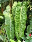 Load image into Gallery viewer, King Veitchii - Anthurium veitchii
