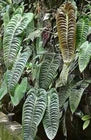Load image into Gallery viewer, King Veitchii - Anthurium veitchii
