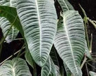 Load image into Gallery viewer, King Veitchii - Anthurium veitchii
