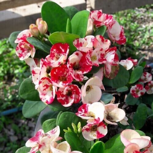 LAI KANOK**Crown Of Thorns-Euphorbia Milii*CHRIST PLANT*VERY SMALL STARTER PLANT