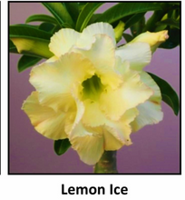 Load image into Gallery viewer, Lemon Ice Adenium Obesum Grafted Plant &quot;Desert Rose Plant~~Blooms open yellow &amp; age to Pink!
