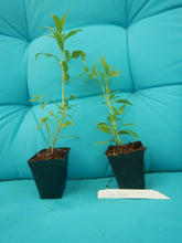 Load image into Gallery viewer, **LIONS EAR**Leonotis Leonurus**Rooted Starter Plant*RARE HTF**
