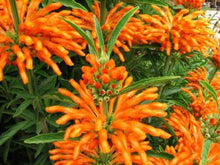 Load image into Gallery viewer, **LIONS EAR**Leonotis Leonurus**Rooted Starter Plant*RARE HTF**
