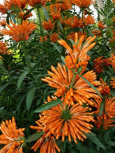 Load image into Gallery viewer, **LIONS EAR**Leonotis Leonurus**Rooted Starter Plant*RARE HTF**
