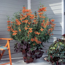 Load image into Gallery viewer, **LIONS EAR**Leonotis Leonurus**Rooted Starter Plant*RARE HTF**
