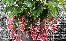 Load image into Gallery viewer, Florinilla &quot;MAGIC&quot; Medinilla Plant~Live Well Rooted STARTER Plant~ VERY RARE
