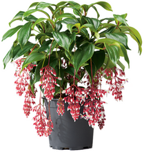 Load image into Gallery viewer, Florinilla &quot;MAGIC&quot; Medinilla Plant~Live Well Rooted STARTER Plant~ VERY RARE
