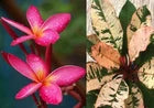 Load image into Gallery viewer, Maya Red Variegated Leaf Plumeria rubra Frangipani Plant-ROOTED &amp; GRAFTED
