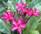Load image into Gallery viewer, Maya Red Variegated Leaf Plumeria rubra Frangipani Plant-ROOTED &amp; GRAFTED
