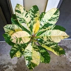 Load image into Gallery viewer, Maya Red Variegated Leaf Plumeria rubra Frangipani Plant-ROOTED &amp; GRAFTED
