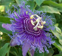 Load image into Gallery viewer, ~~MAYPOP PASSIFLORA~~Starter Plant~~Passiflora Incarnata~~BUTTERFLY HEAVEN!
