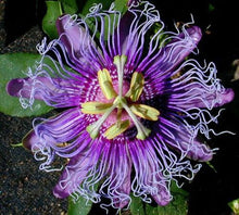 Load image into Gallery viewer, ~~MAYPOP PASSIFLORA~~Starter Plant~~Passiflora Incarnata~~BUTTERFLY HEAVEN!
