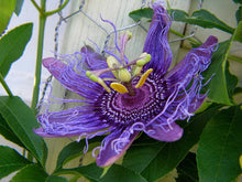 Load image into Gallery viewer, ~~MAYPOP PASSIFLORA~~Starter Plant~~Passiflora Incarnata~~BUTTERFLY HEAVEN!
