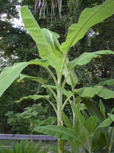 Load image into Gallery viewer, -Musa-ICE CREAM (BLUE JAVA)- Live Banana Tree-SMALL ROOTED STARTER PLANT-
