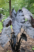 Load image into Gallery viewer, ***PAINTED BLACK*** Elephant Ear Colocasia Live Starter Plant**USA Seller***
