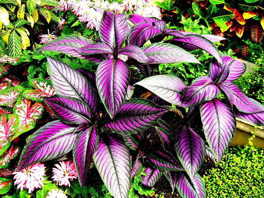 **PERSIAN SHIELD**Strobilanthes Dyerianus Starter Plant*