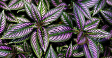 Load image into Gallery viewer, **PERSIAN SHIELD**Strobilanthes Dyerianus Starter Plant*
