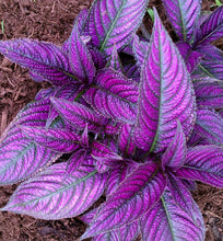 Load image into Gallery viewer, **PERSIAN SHIELD**Strobilanthes Dyerianus Starter Plant*
