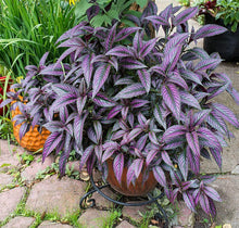 Load image into Gallery viewer, **PERSIAN SHIELD**Strobilanthes Dyerianus Starter Plant*
